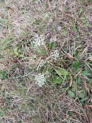 Apiales