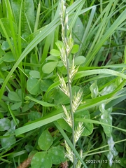 Lolium multiflorum × perenne