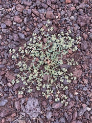Euphorbia setiloba