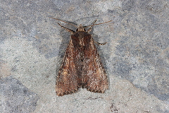 Apamea crenata