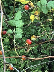 Rosa nutkana