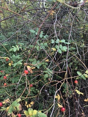 Rosa nutkana
