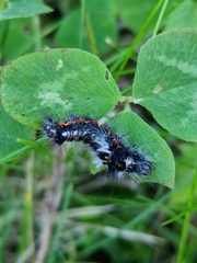 Acronicta rumicis