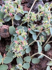 Euphorbia setiloba