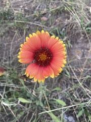 Gaillardia