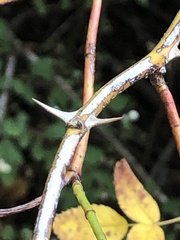 Rosa nutkana