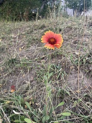 Gaillardia