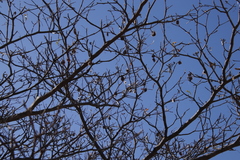 Combretum