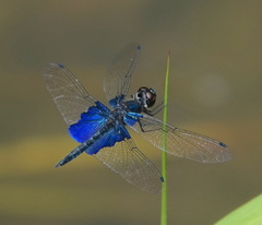 Rhyothemis triangularis
