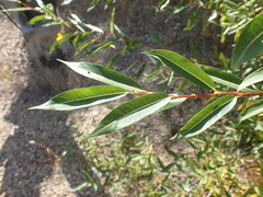 Salix rorida