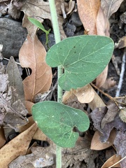 Aristolochia californica