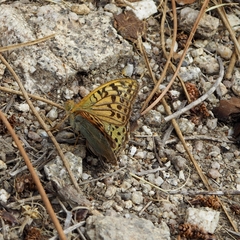Argynnis pandora