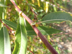 Salix rorida