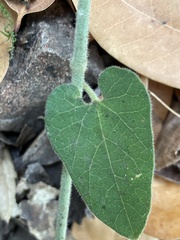 Aristolochia californica