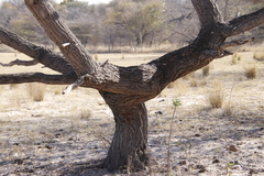 Combretum