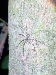 Heteropodinae
