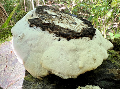 Fuscopostia fragilis