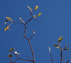 Combretum