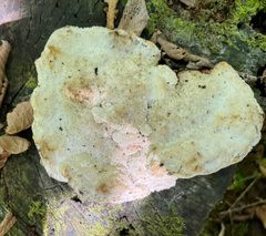 Fuscopostia fragilis