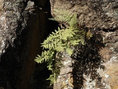 Myriopteris myriophylla