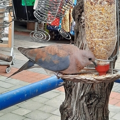 Streptopelia senegalensis senegalensis