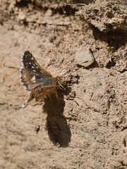 Pyrginae