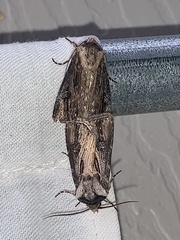 Agrotis venerabilis