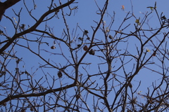 Combretum