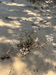 Eriogonum microtheca