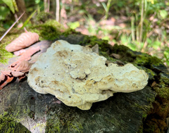 Fuscopostia fragilis