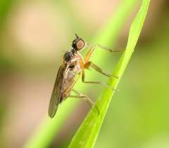 Hybotidae