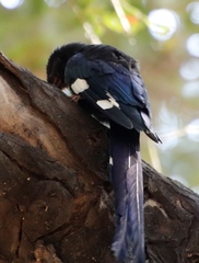 Phoeniculus purpureus angolensis