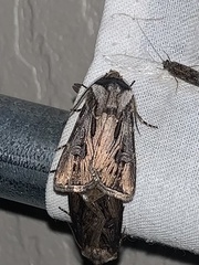 Agrotis venerabilis