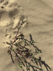 Halogeton glomeratus
