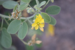 Senna bauhinioides