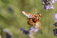 Milesia crabroniformis