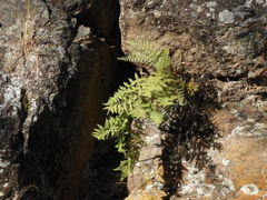 Myriopteris myriophylla