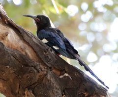 Phoeniculus purpureus angolensis