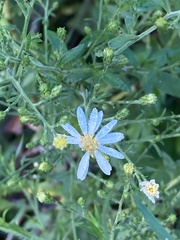 Symphyotrichum drummondii