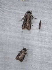 Agrotis venerabilis