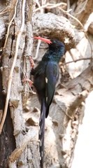 Phoeniculus purpureus angolensis