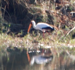 Mycteria ibis