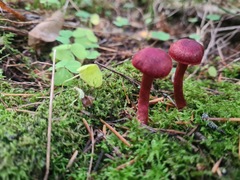 Cortinarius sanguineus