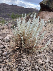 Krascheninnikovia lanata