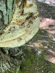 Climacodon septentrionalis