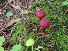 Cortinarius sanguineus