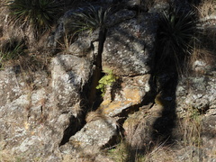 Myriopteris myriophylla