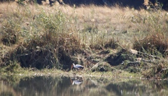 Mycteria ibis