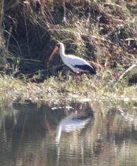 Mycteria ibis