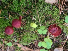 Cortinarius sanguineus